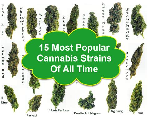15 Most Popular Cannabis Strains Of All Time The Strain Directory