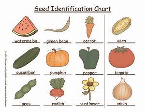 Plants Make A Seed Identification Chart By Andrea Perfetti Tpt
