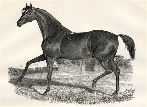 Vintage Horse Illustration