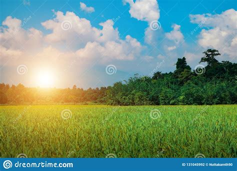 Green Rice Field In The Morning Sunset Light Blue Sky Stock Photo