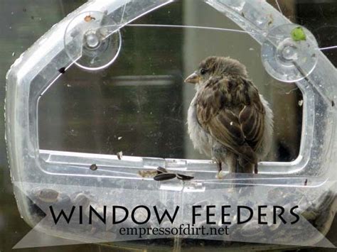 10 Tips For Hand Feeding Wild Birds Empress Of Dirt Window Bird