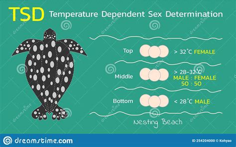 Temperature Dependent Sex Determination Tsd Of Sea Turtles Vector My