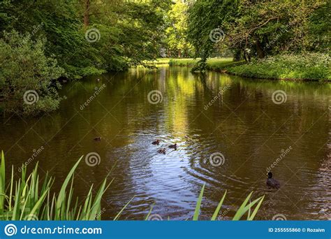 A Pond Surrounded By Trees And Vegetation Stock Photo Image Of