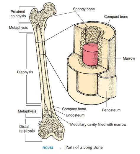 What is the capital femoral epiphysis? Parts of a Long Bone
