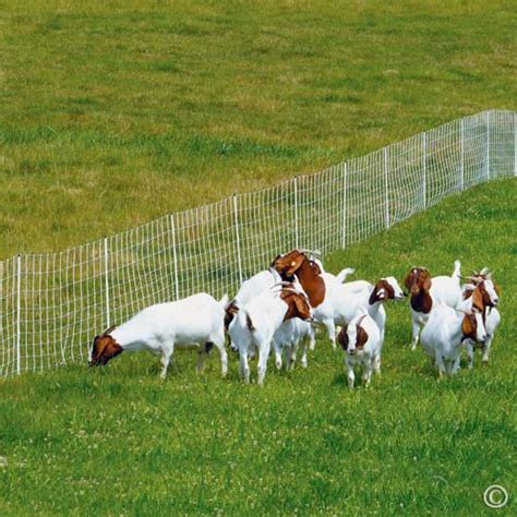 Fencing is very important for goats. Premier ElectroStop Goat & Sheep Electric Fence, 42"H x ...