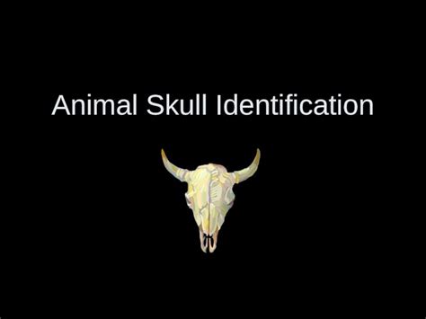 Ppt Animal Skull Identification Identifying Carnivores Herbivores