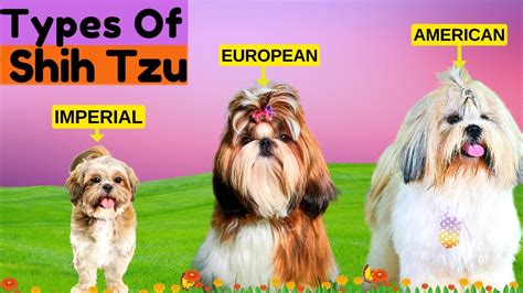 8 Types Of Shih Tzu Find Out Which Type Is More Prone To Health