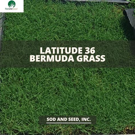 Latitude 36 Bermudagrass Sod Delivery Ratings And Pricing Sod And Seed