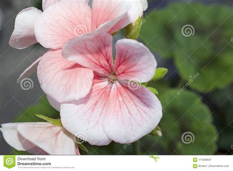 Very Nice Colorful Spring Flower In The Sunshine Stock Image Image Of