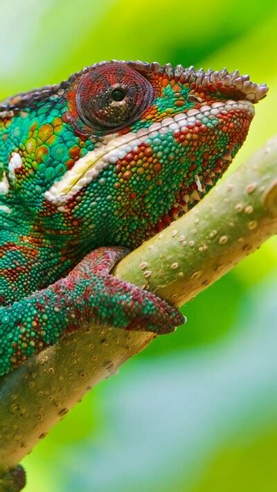 Download Chameleons Wallpapers And Photos For Desktop And Mobile