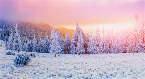 Winter Landscape Trees In Frost Stock Image Image Of Beauty Season