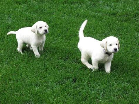 A single litter of labrador retriever puppies can include black, yellow and chocolate puppies! Yellow Black Chocolate Silver Labrador Retriever puppies ...