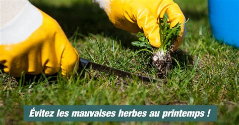 Nos conseils pour éviter les mauvaises herbes Gazonnières d Alsace