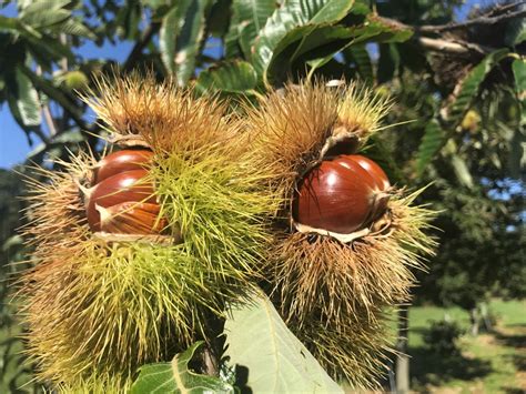 Seedling Vs Grafted Trees Chestnuts