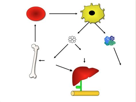 Erythrocyte And Hemoglobin Breakdown Pt 1 Diagram Quizlet