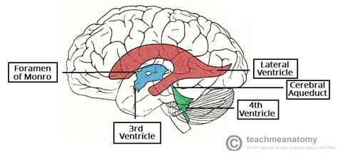 The Ventricles Of The Brain Lateral Third Fourth Teachmeanatomy