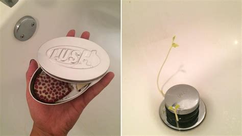Lush Bar Causing Plants To Grow In Sinks Showers