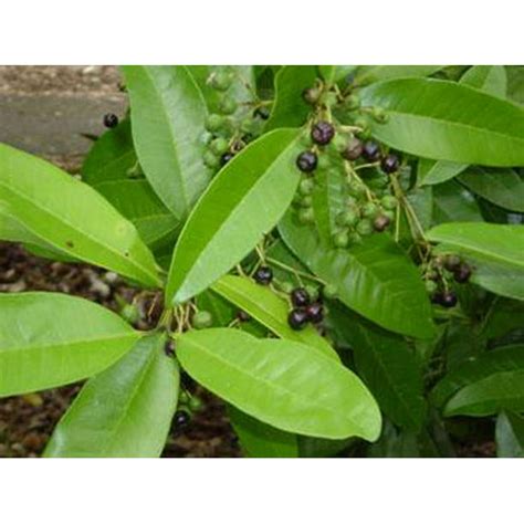allspice plant jamaica pepper pimenta dioica 4 pot