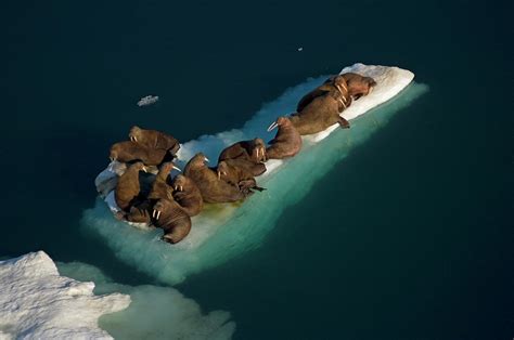 Walrus Resting On An Ice Floe Floating Photograph By Steven J