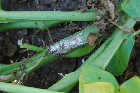 Maybe you would like to learn more about one of these? White Mold Management | Miller Research LLC