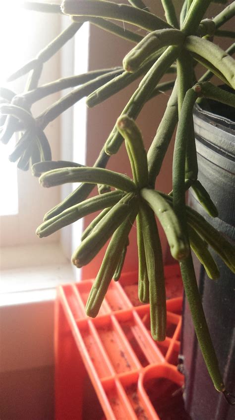 Cylindropuntia leptocaulis, a cactus native to the southwestern united states and northern mexico. All Things Gardening forum: My succulent looks shrivelly ...