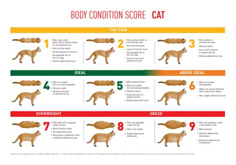 Body Condition Score Cat The Webinar Vet
