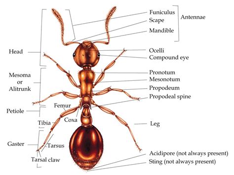Ant Anatomy For Beginners Lizzie Harper