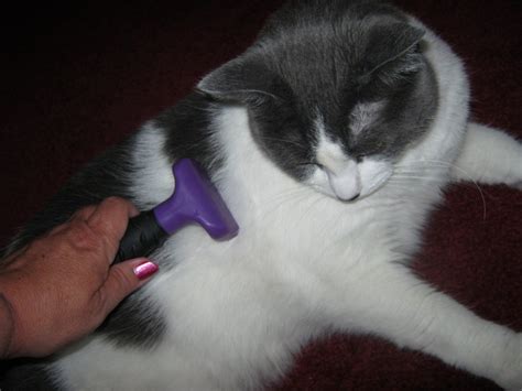 The Best Grooming Tool For Cats The Furminator