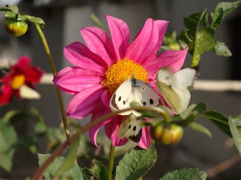 Butterflies have four distinct life stages—egg, larva, chrysalis. India Garden: Butterfly garden