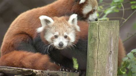 Red Panda Cubs Make Philadelphia Zoo Debut Need Names