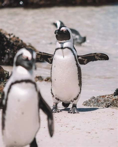 How To Swim With Penguins At Boulders Beach In Cape Town
