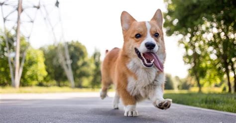Shiba Inu Vs Corgi 5 Key Differences Imp World