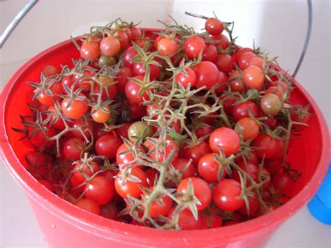 Wholesale Early Cascade Tomato Seeds