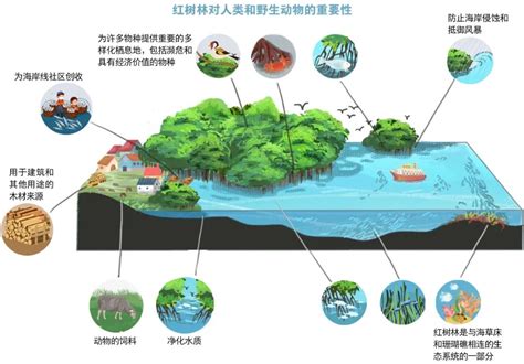 什么是海洋生态系统？ 广东省国土空间生态修复协会