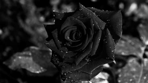 Black Rose Flower Wallpaper Hd Blogs Nature Wallpaper