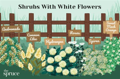 10 Great Shrubs That Bloom With White Flowers