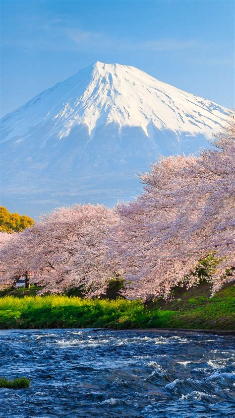 Mount Fuji Cherry Blossom Hd Wallpaper
