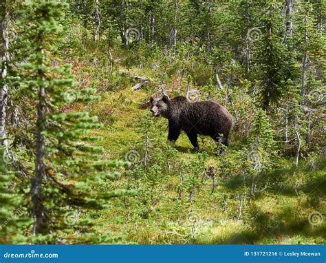 Grizzly Bear In The Meadows In Revelstoke Canada Stock Photo Image Of