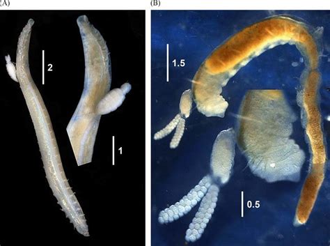 Living Specimens Of The Parasitic Copepods Attached To Their Polychaete