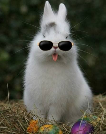 Is It Cool~ Funny Rabbit Funny Animals Cute Baby Bunnies
