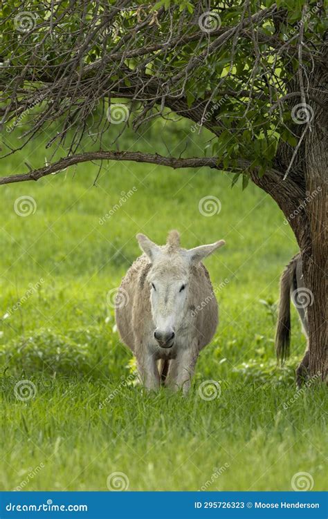 Wild Donkey Under Tree In Grass Stock Image Image Of Custer North