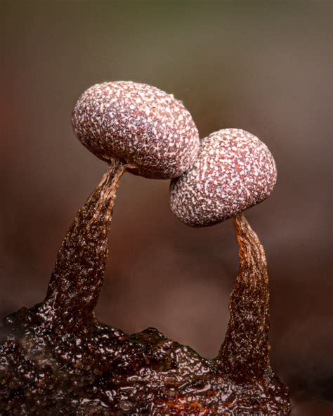 Amazing Macro Photos Of Fungi By Alison Pollack Daily Design