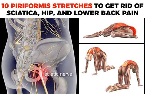 Lower back and hip stretches. 10 Piriformis Stretches to Get Rid of Sciatica, Hip, and ...