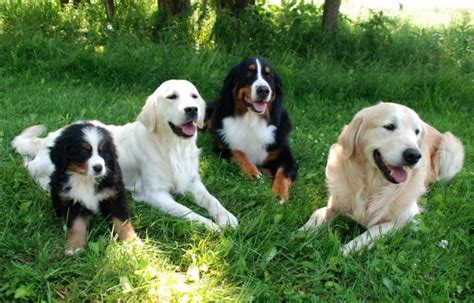 Glenbern Golden Retrievers And Bernese Mountain Dogs