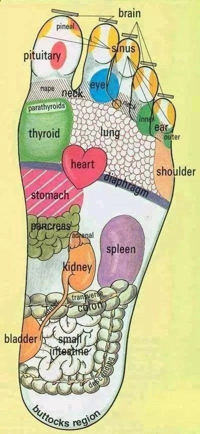Heres Why Its So Important For You To Massage Your Feet Foot Reflexology Coconut Health