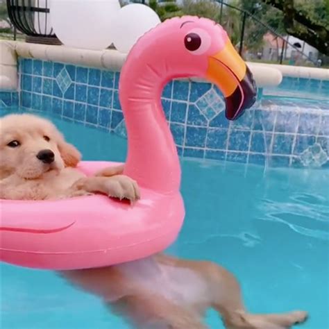 Golden Retriever Puppy Floats In Flamingo Floatie In Viral Tiktok