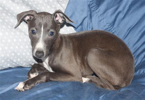 mosa italian greyhounds mini