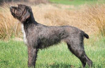 pudelpointer dog breed characteristic daily  care facts