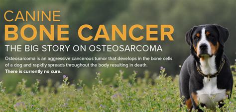 I'm sorry that this is happening to you and your dog. Canine Osteosarcoma Infographic - PetsBlogs