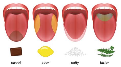 Taste Bud Illustrations Royalty Free Vector Graphics And Clip Art Istock